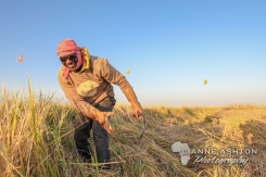 Harvesting rice in Senegal (3)